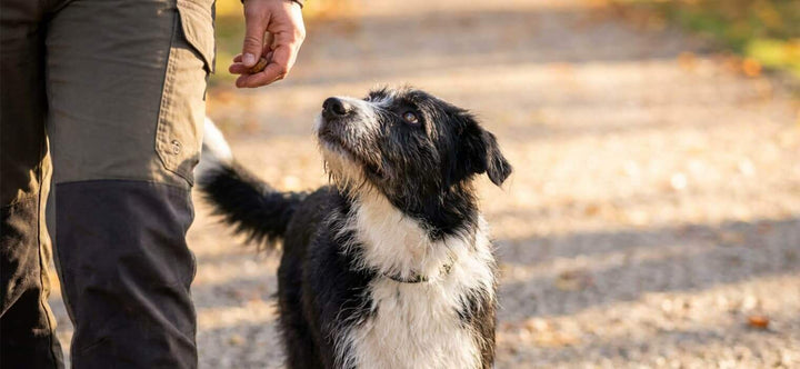 How to train dog to heel by using high value treats to maintain eye contact and focus during the walk.