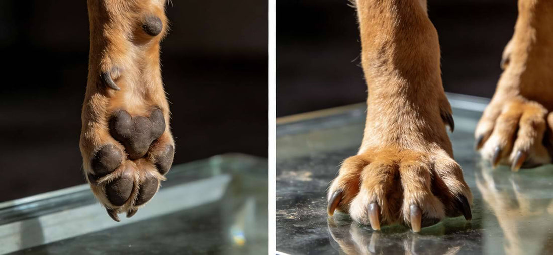How to measure dog paws for boots: A side-by-side comparison showing a relaxed paw in the air versus a weight-bearing paw spreading out on a flat surface.