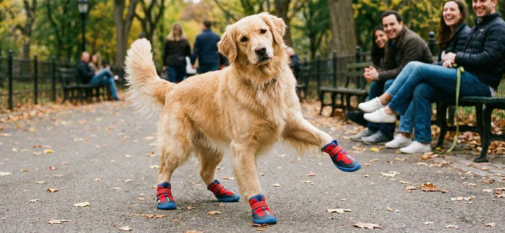 Are dog shoes good for dogs? A happy Golden Retriever walking comfortably in Sovelivee ergonomic dog boots, demonstrating natural gait and paw protection in outdoor environments.