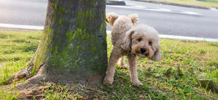 How to house train a puppy effectively - small dog peeing on a tree in the park.