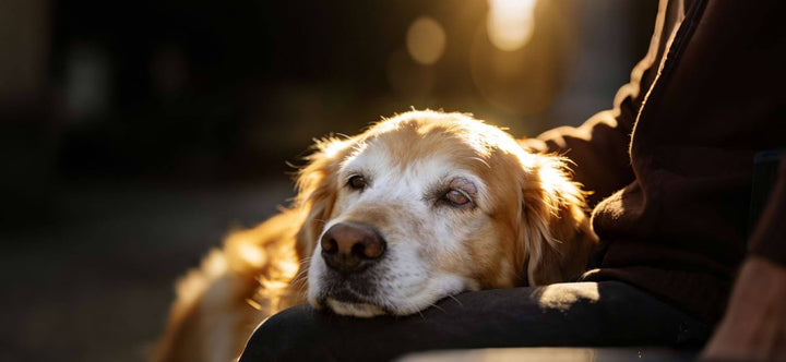 Senior Dog Care emotional bond: Old Golden Retriever resting head on owner's lap in warm sunlight.