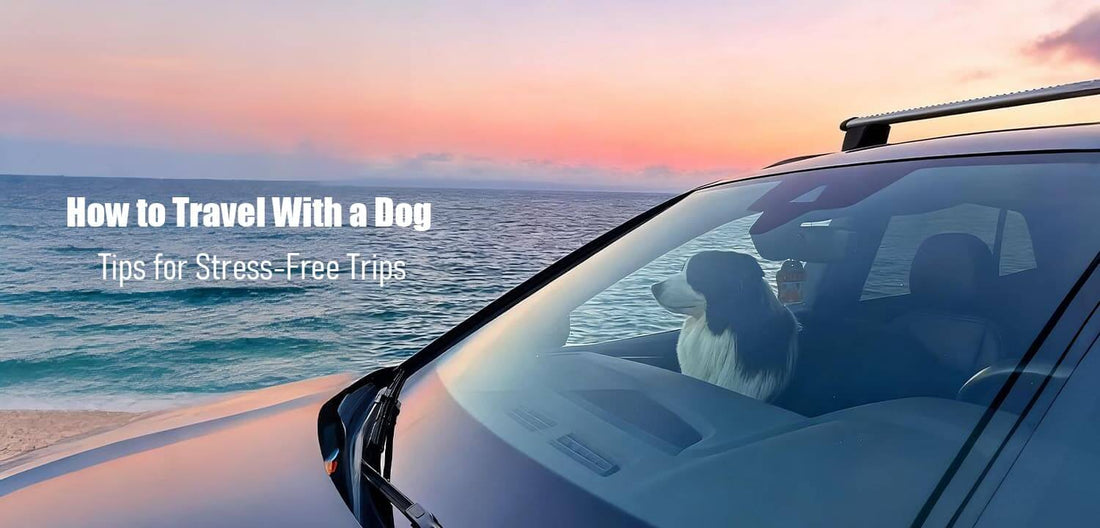 Travel with a dog: A border collie sits in the passenger seat of a car, looking out at a beautiful sunset over the ocean.