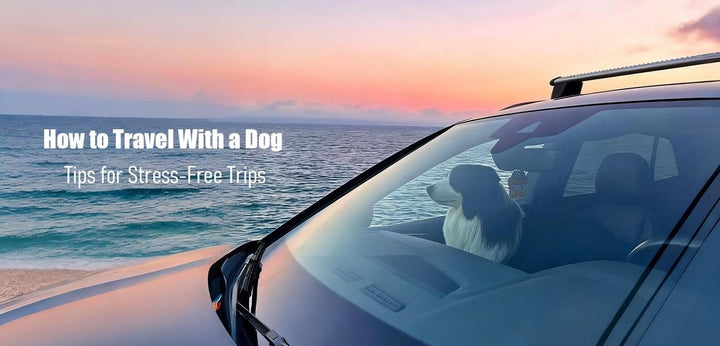 Travel with a dog: A border collie sits in the passenger seat of a car, looking out at a beautiful sunset over the ocean.
