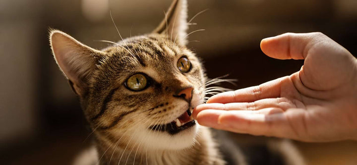 Why do cats bite their owners' hands during petting or play sessions?