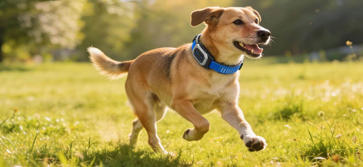 What Is The Best Training Collar For Dogs featured on a happy mixed breed running off-leash in a sunny park.