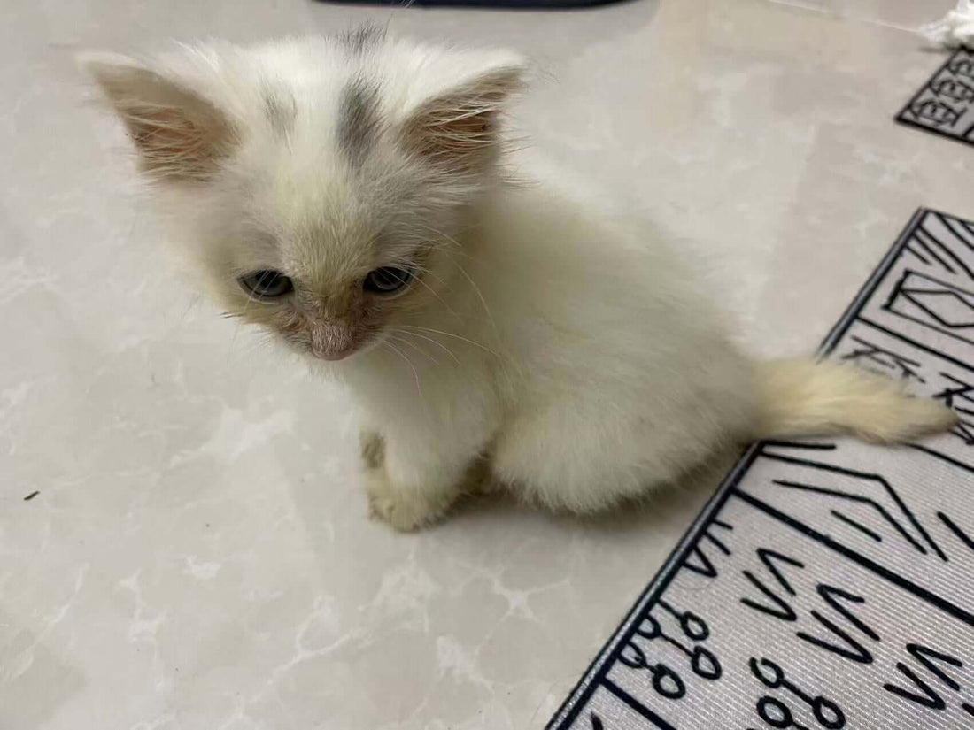 Rescue of a Kitten Named Slipper