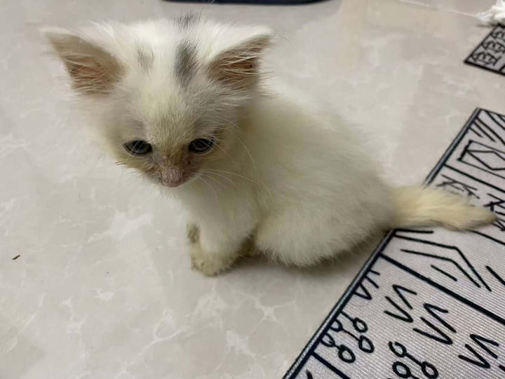 Rescue of a Kitten Named Slipper