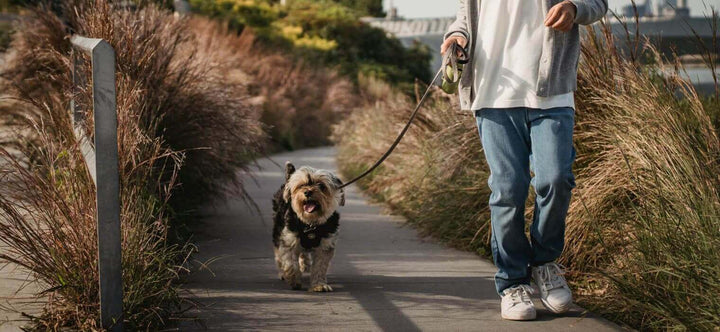 How to Leash Train a Puppy: A happy small dog walking calmly on a loose leash next to its owner on a sunny path, demonstrating successful positive reinforcement training.