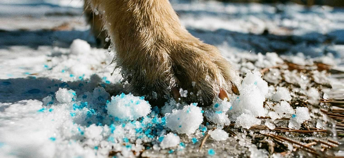 Can dogs walk in snow without shoes? A Golden Retriever wearing Sovelivee waterproof winter boots indoors, demonstrating proper fit and paw protection.