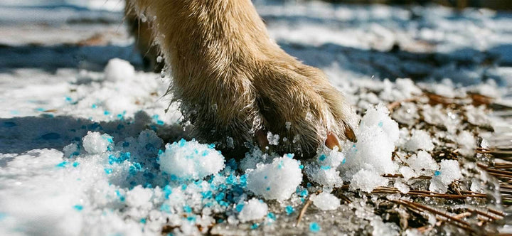 Can dogs walk in snow without shoes? A Golden Retriever wearing Sovelivee waterproof winter boots indoors, demonstrating proper fit and paw protection.