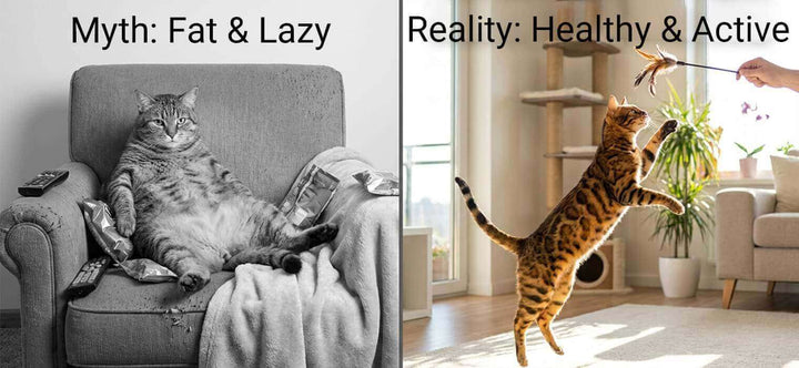 Male cat neutering side effects comparison showing the myth of a fat lazy cat versus the reality of a healthy active pet engaging in play.