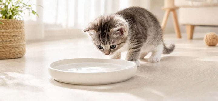  A 5-week-old kitten looking at a shallow water dish, answering the common question can kittens drink water safely.