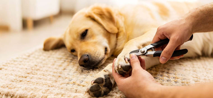 Dog Nail Trimming guide showing a professional using plier-style clippers on a relaxed dog to demonstrate the safe angle for cutting without bleeding.