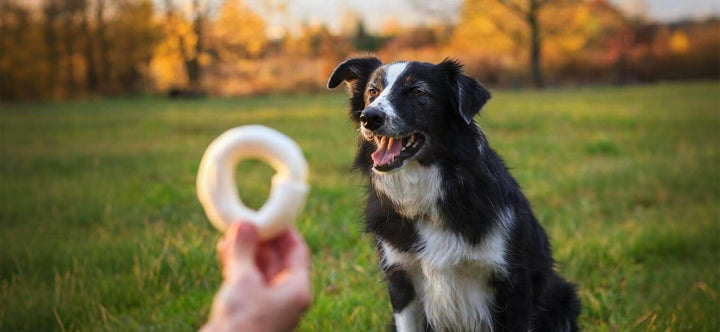 Commands to Teach Your Dog start with rewards: a happy Border Collie focusing on a treat held by a trainer in a grassy park.