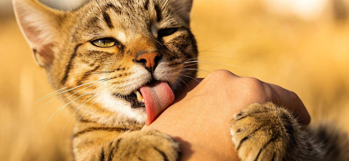 Cat bites then licks a human hand, illustrating the confusing mix of affection and overstimulation aggression.