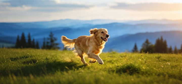 How to prevent hip dysplasia in dogs illustrated by a happy, healthy Golden Retriever running in a grassy field without joint pain.