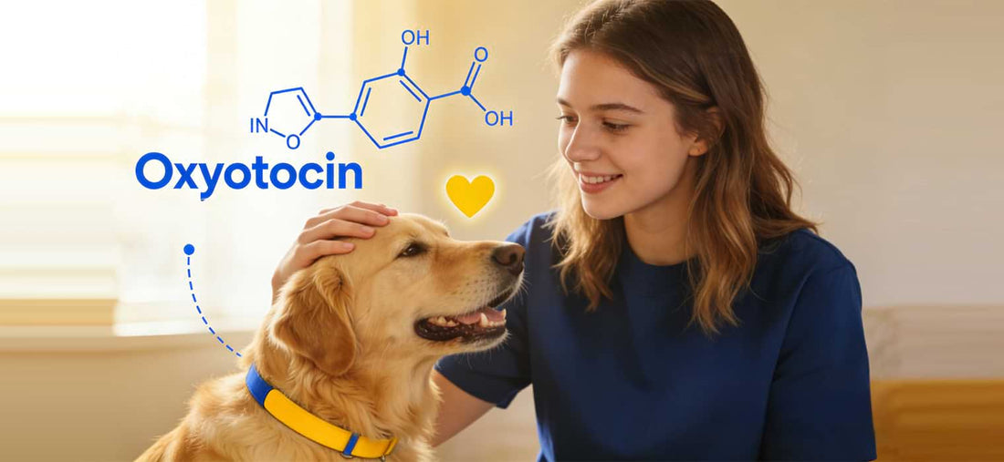 Benefits of Owning a Pet include increased oxytocin levels and stress relief, depicted here by a smiling woman bonding with her golden retriever.