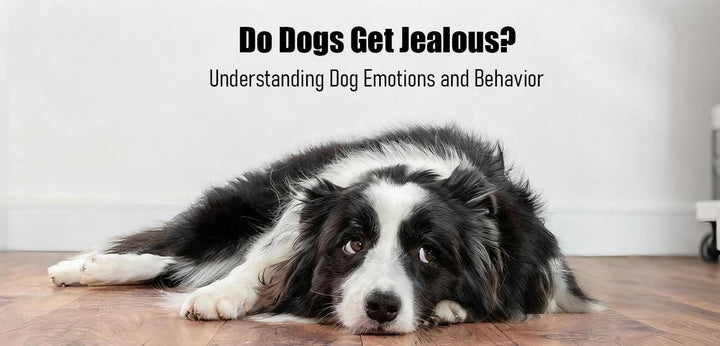 Do dogs get jealous - black and white border collie lying on floor showing emotional expression for jealousy article