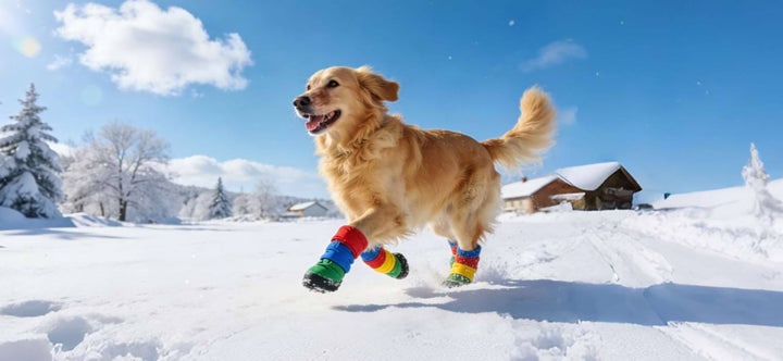 How to protect dog paws in winter shown by a happy Golden Retriever running through snow wearing colorful waterproof dog boots.