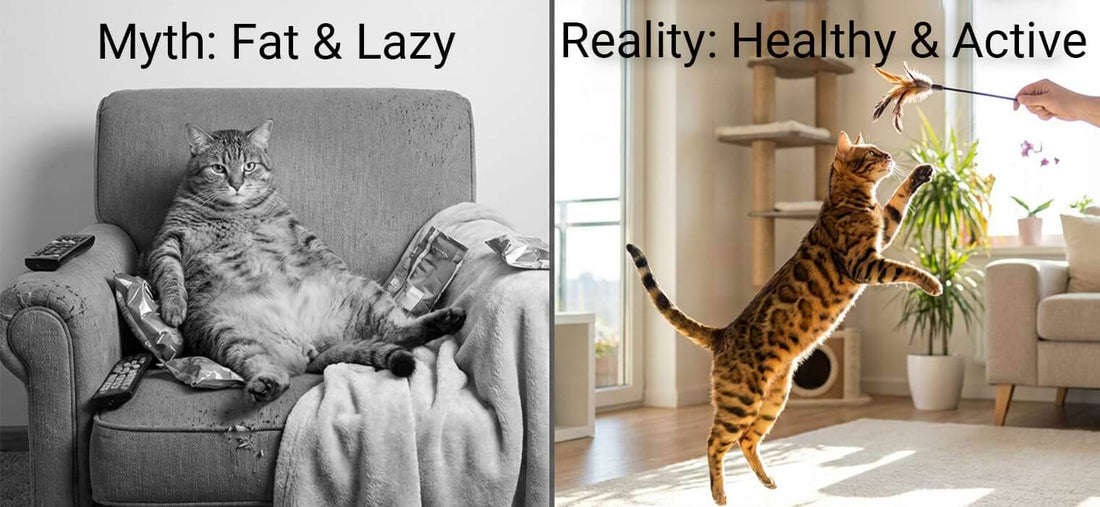 Male cat neutering side effects comparison showing the myth of a fat lazy cat versus the reality of a healthy active pet engaging in play.
