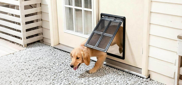 Train dog to use dog door – Golden retriever exiting through a pet door for training guide