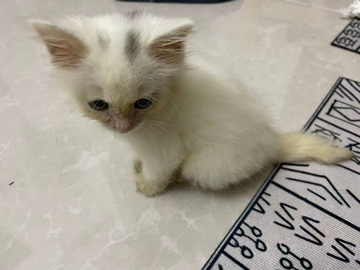 Rescue of a Kitten Named Slipper