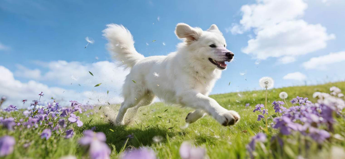 How Often Should I Let My Dog Out To Pee: A happy white dog running in a field, representing the health benefits of a consistent potty schedule.