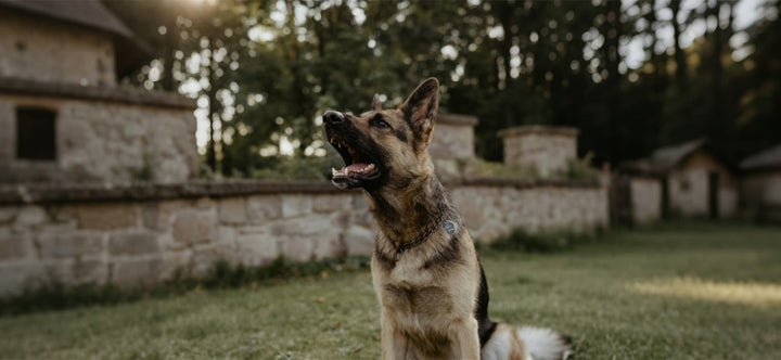 How Do You Stop a Dog Barking at Visitors: A German Shepherd barking outdoors, illustrating territorial behavior.