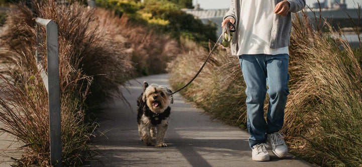 How to Leash Train a Puppy: A happy small dog walking calmly on a loose leash next to its owner on a sunny path, demonstrating successful positive reinforcement training.