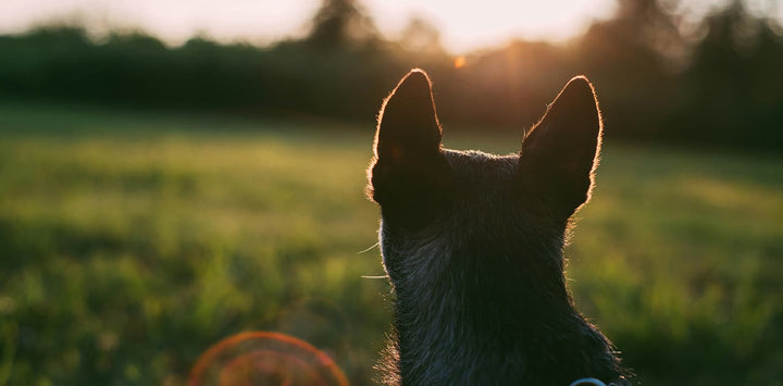Sovelivee Brand Promise - a loyal dog watching the sunrise symbolizing safety, design, and kindness in every Sovelivee pet product