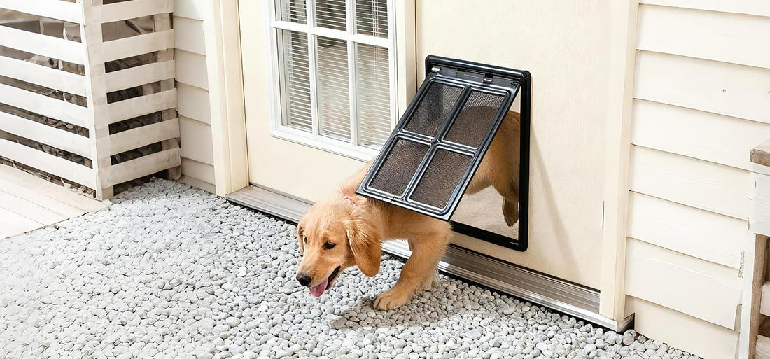 Train dog to use dog door – Golden retriever exiting through a pet door for training guide