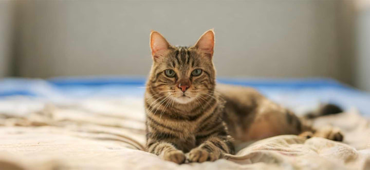 Why Did My Cat Poop On My Bed? A serious tabby cat lying comfortably on a bed duvet, illustrating the issue of inappropriate elimination in the bedroom.