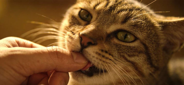 Why does my cat chew on my fingers? Close-up of a tabby cat gently licking and gnawing on a human finger, showing the difference between affection and biting.