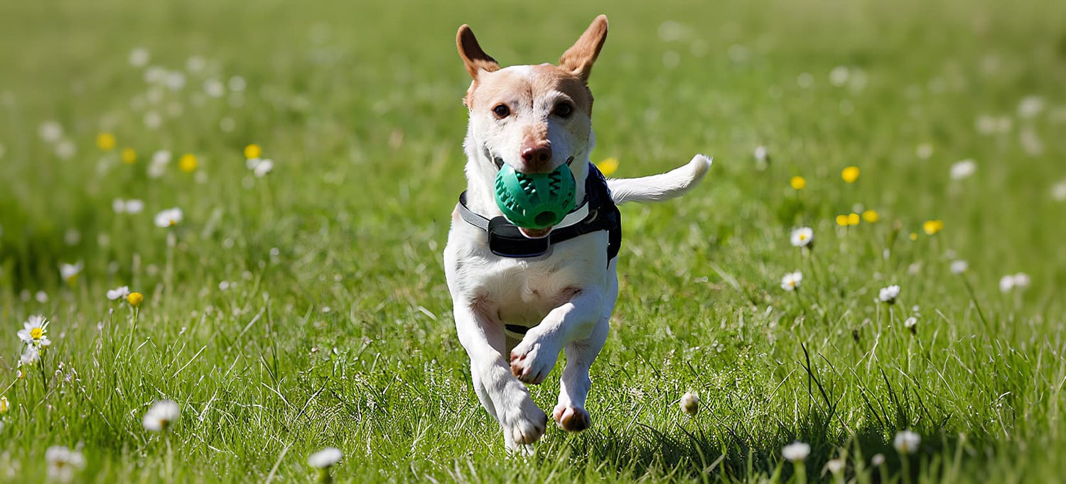 Dog supplies category banner showing a dog running with a green ball in the grass