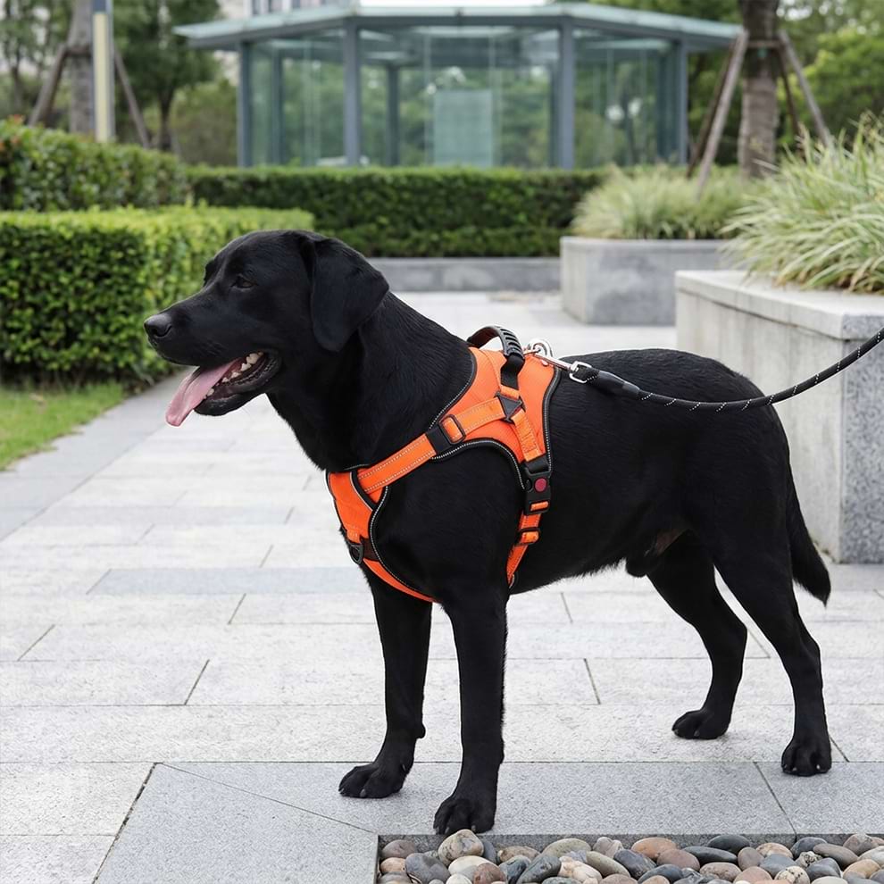 Adjustable chest harness for large dogs, providing a comfortable and secure fit for a Black Labrador during daily city walks.