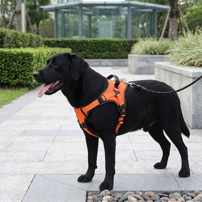 Adjustable chest harness for large dogs, providing a comfortable and secure fit for a Black Labrador during daily city walks.