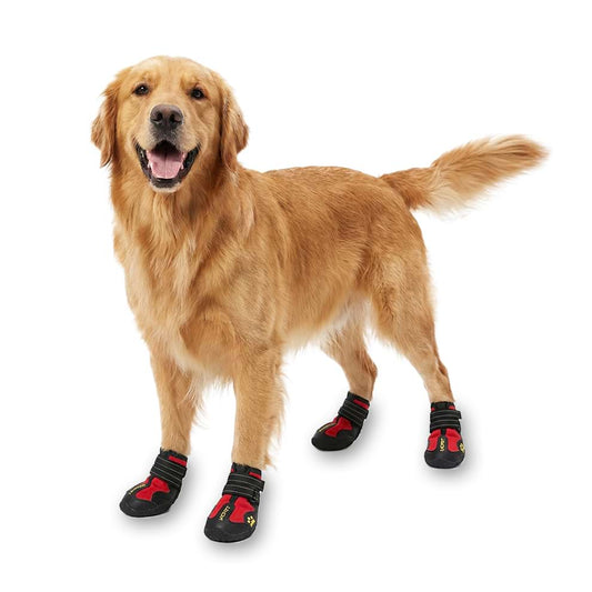 Golden Retriever wearing red adjustable dog boots standing ready for outdoor hiking and walking.