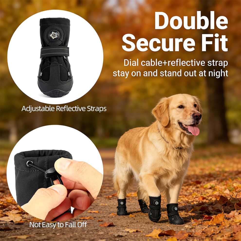 Golden Retriever wearing adjustable dog boots with reflective straps for high visibility and night safety.