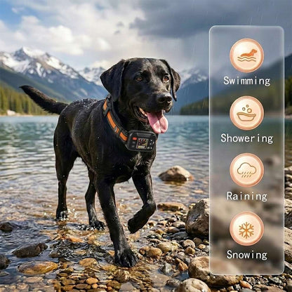 All-weather waterproof GPS dog collar worn by a black Labrador in a lake, perfect for swimming, showering, raining, and snowing conditions.