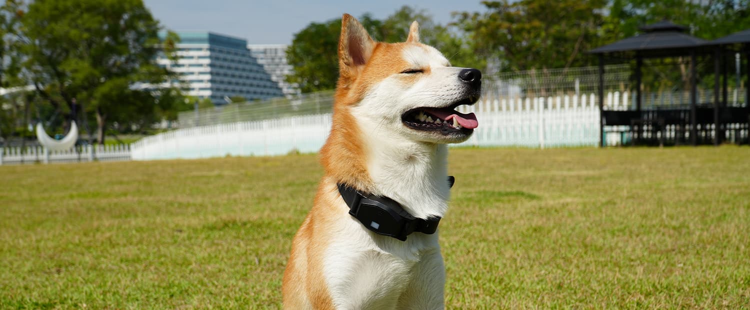 Pet Care, Health & Nutrition: Smiling dog with shiny coat relaxing on grass.