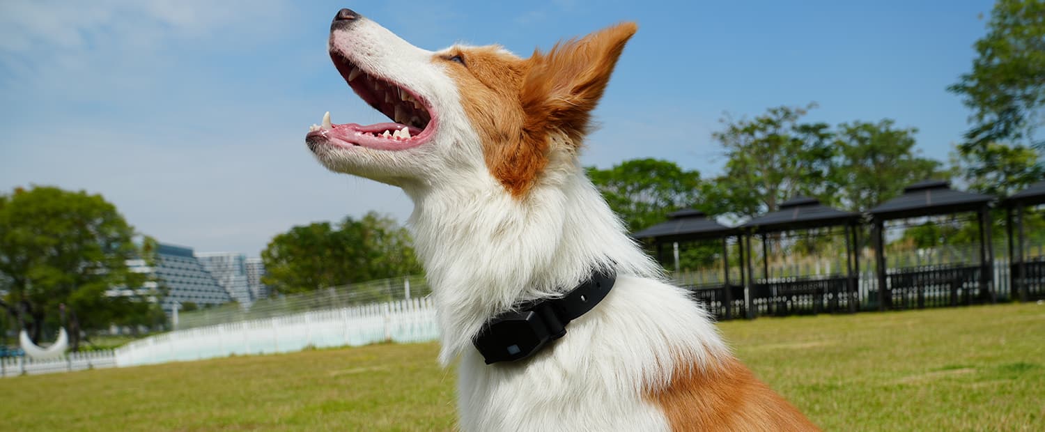 Pet Care & Dog Training: Happy dog looking up with focus against blue sky.