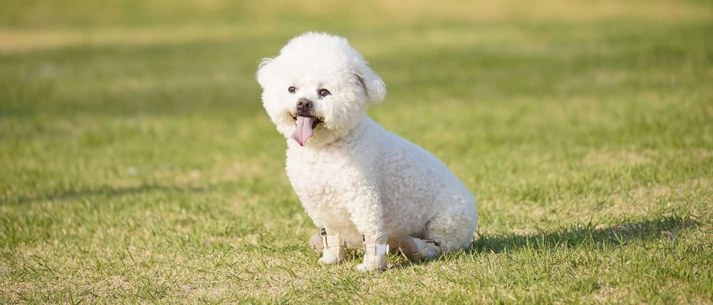 Happy white Bichon Frise sitting outdoors modeling breathable beige Puppy Shoes designed for comfort and cuteness.