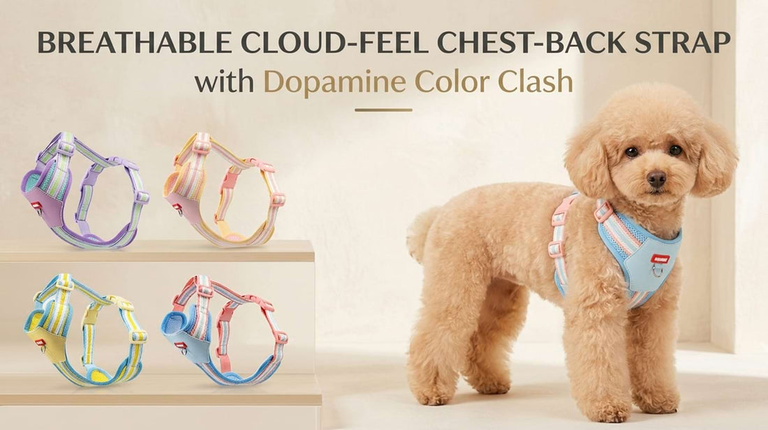 Breathable cloud-feel chest-back strap with dopamine color clash, perfectly fitted on a Toy Poodle for an effortless and stylish walk.