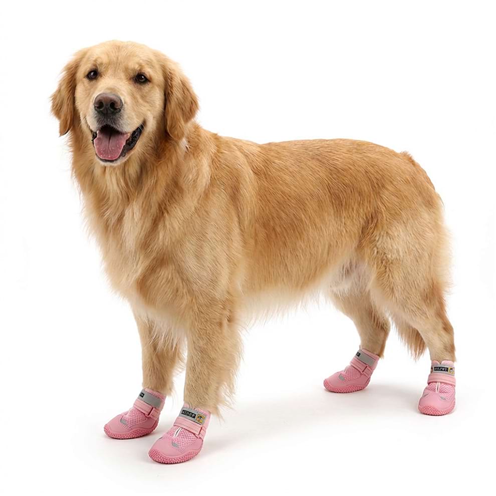 Large dog wearing pink breathable dog shoes, designed to protect paws on summer hot pavement.