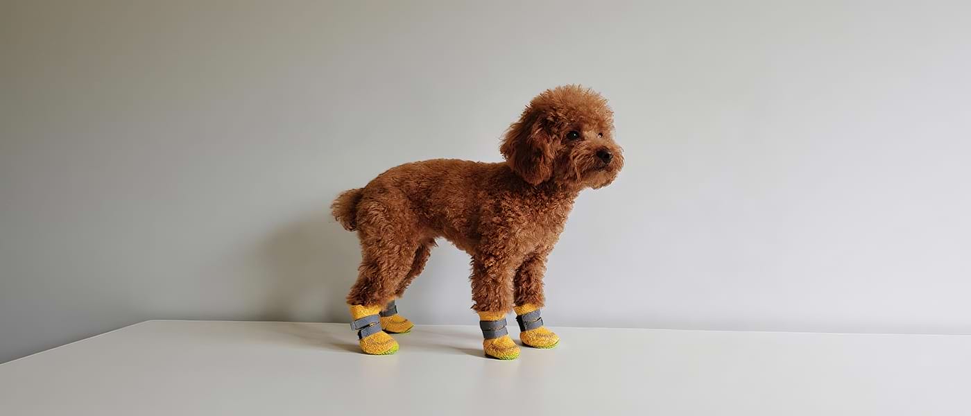 Mesh dog shoes in yellow providing breathable comfort for a brown poodle.