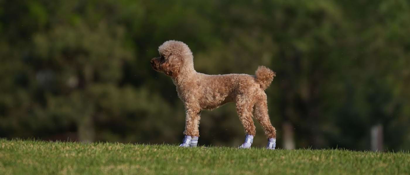 Brown Poodle standing on green grass wearing purple Mesh Dog Boots that protect paws during summer walks.