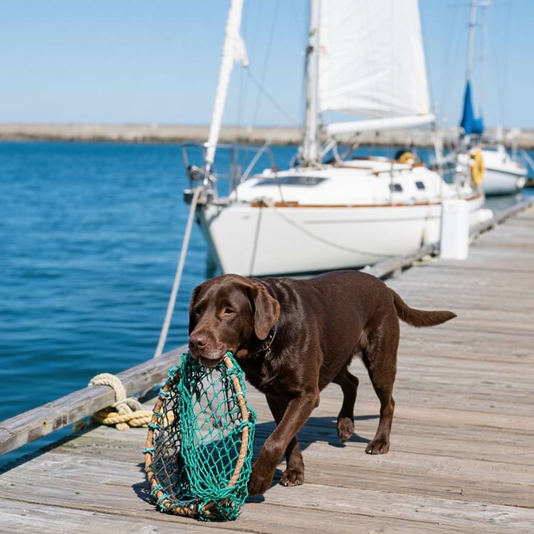 Chocolate Labrador carrying a fishing net on a wooden marina dock.