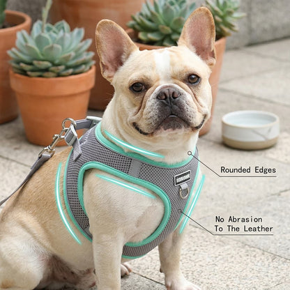 Choke-free small dog harness worn by a French Bulldog, designed with rounded edges to prevent any abrasion to the dog's soft skin.
