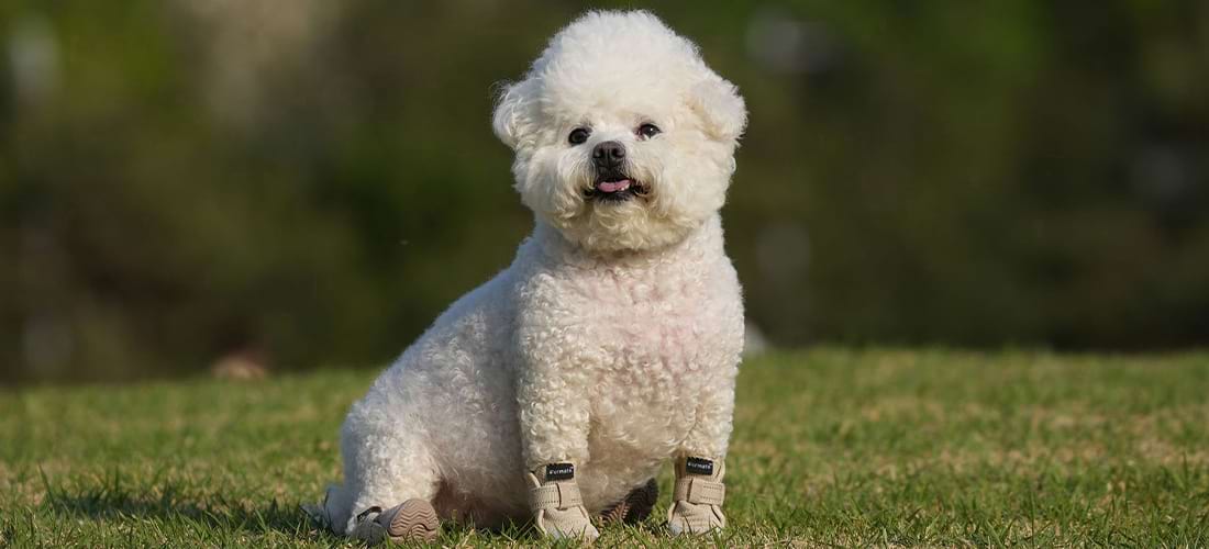 White Bichon Frise sitting comfortably on grass wearing beige Comfortable Dog Shoes that provide breathable protection for summer paws.