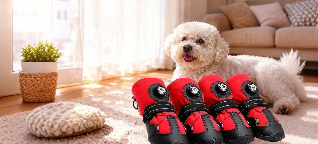 Small white dog resting on a carpet next to a set of comfortable dog shoes designed for indoor traction and outdoor protection.